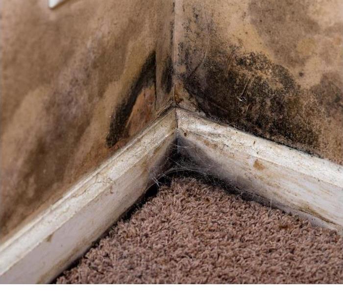 Mold Growth in House